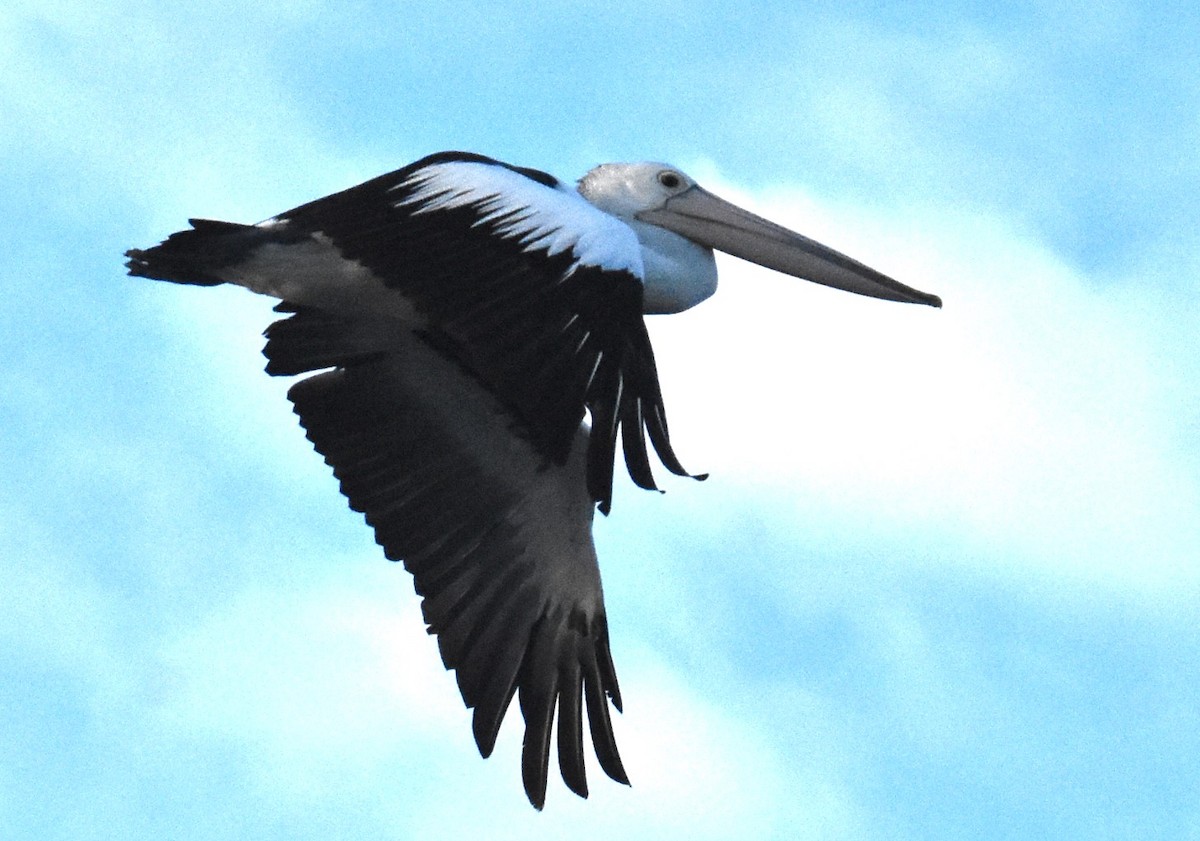 Australian Pelican - Mark Tarnawski