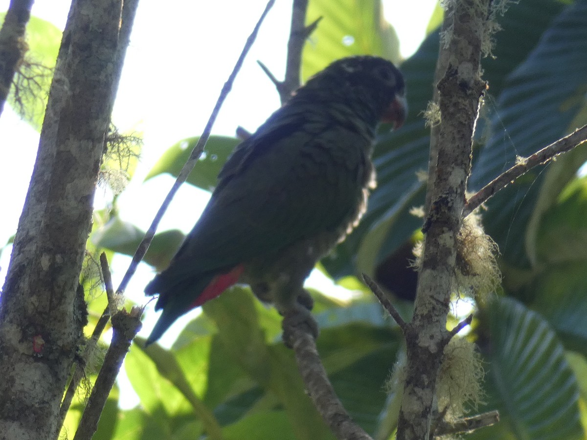 Папуга-червоногуз зеленоголовий - ML618975103