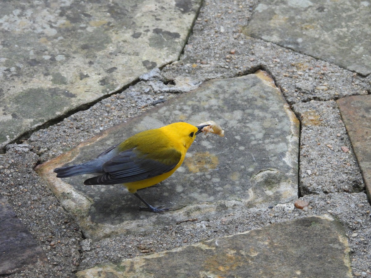 Prothonotary Warbler - ML618975139