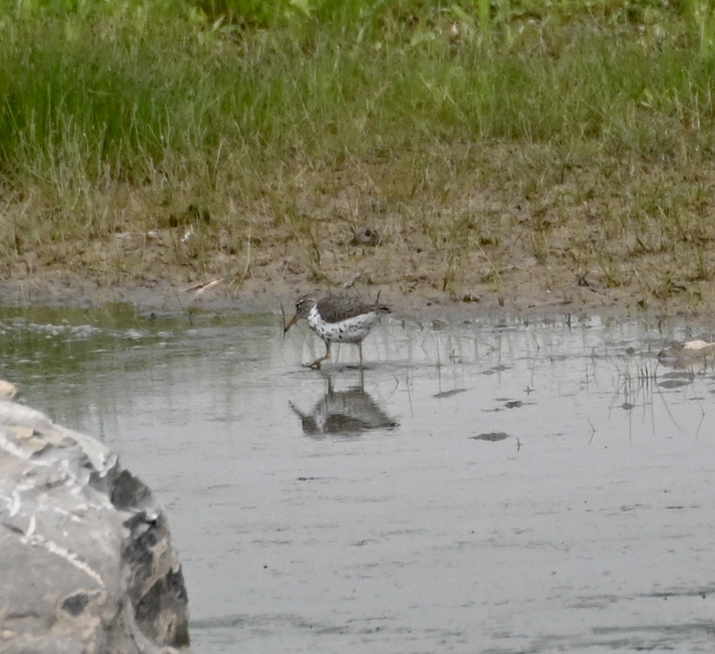 Spotted Sandpiper - Hollis Noble