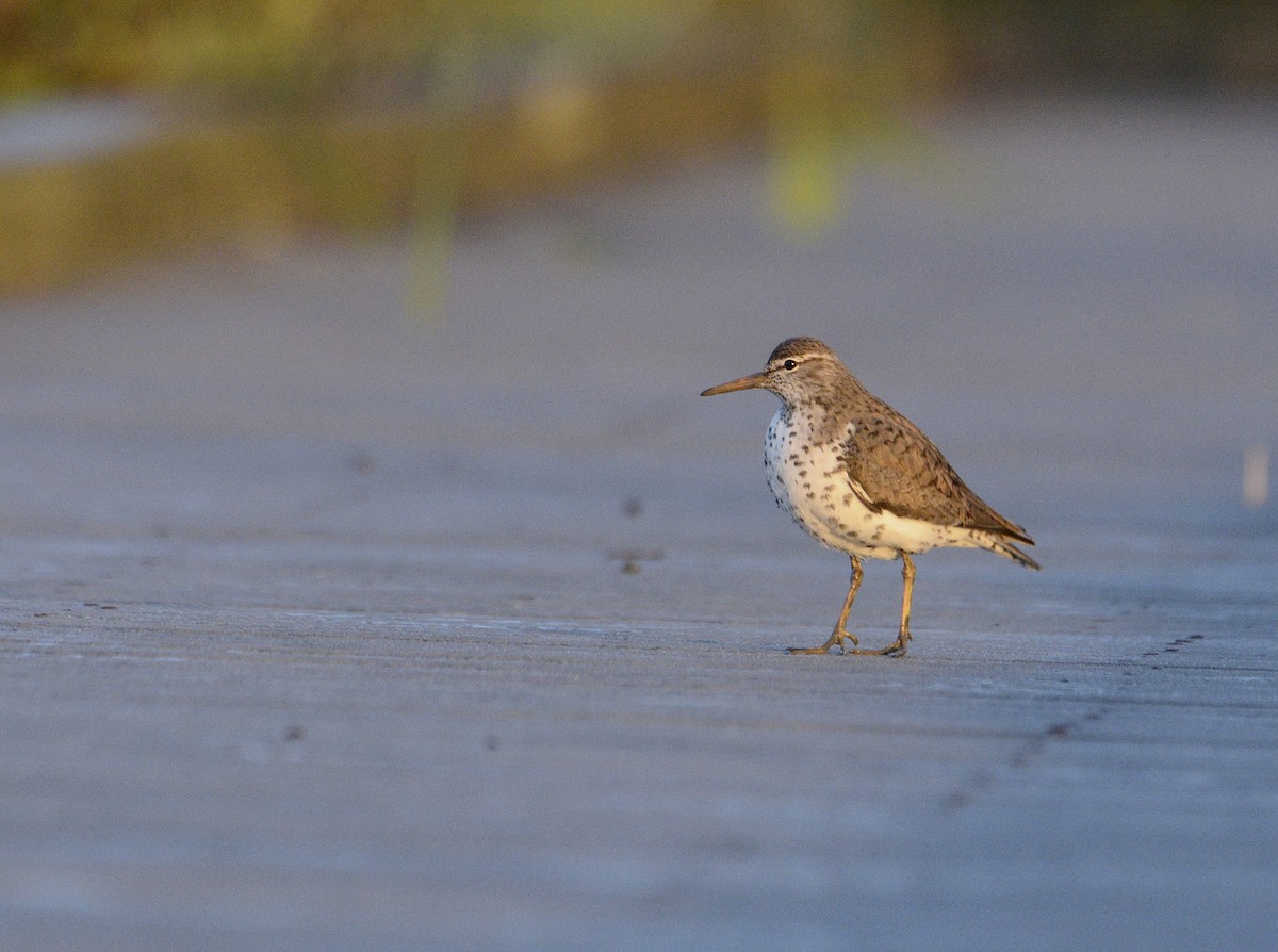 Spotted Sandpiper - Ian Teaell