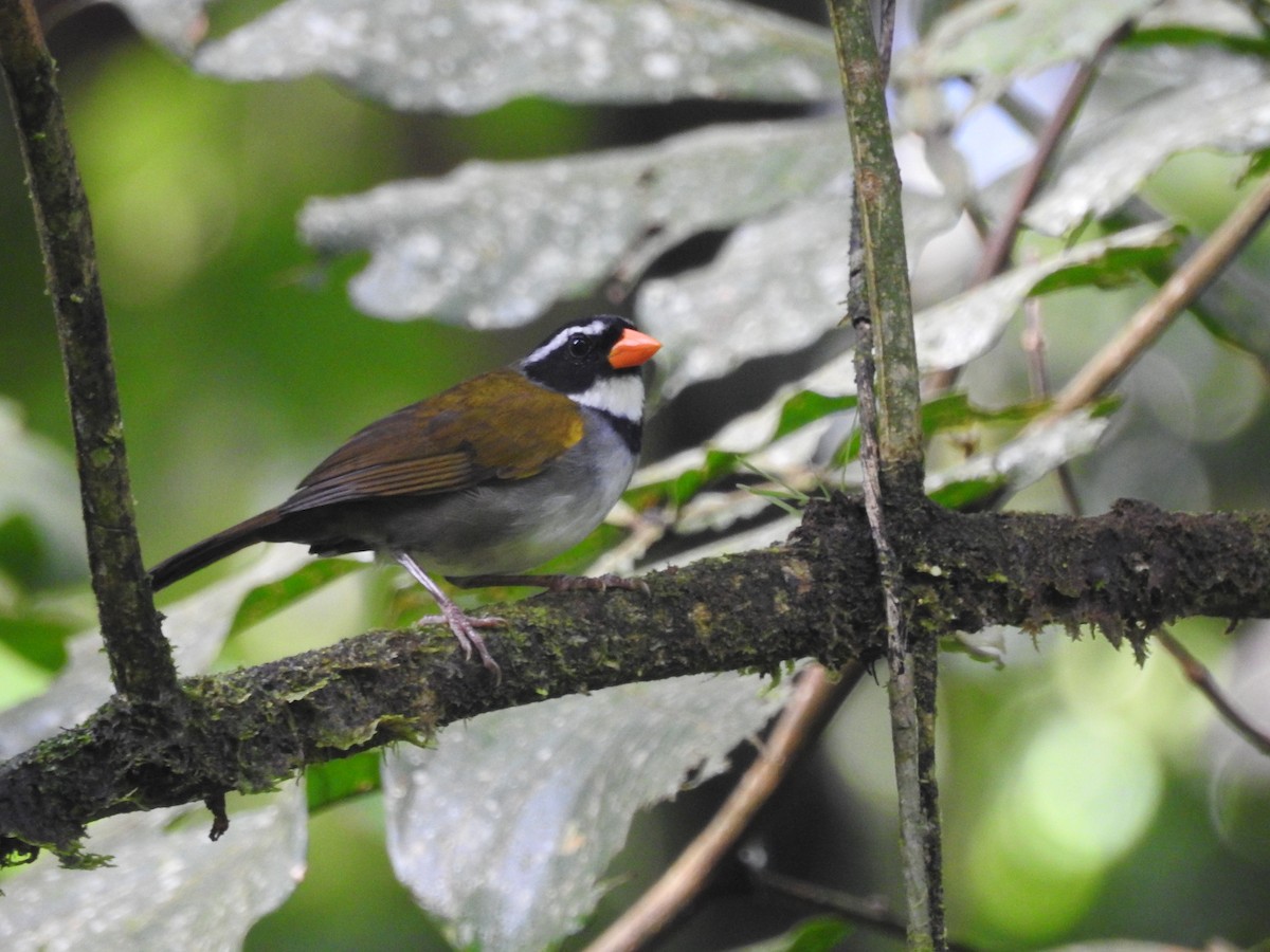 Orange-billed Sparrow - ML618975234