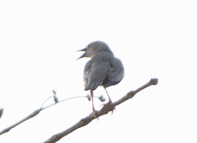 Chestnut-tailed Starling - Anurag Mishra