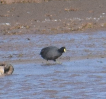 White-winged Coot - ML618975259
