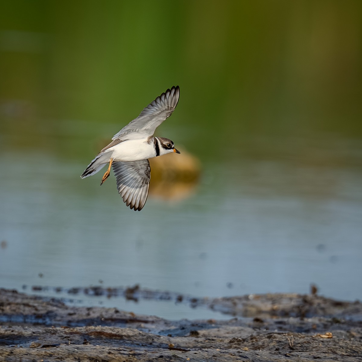 Semipalmated Plover - ML618975264