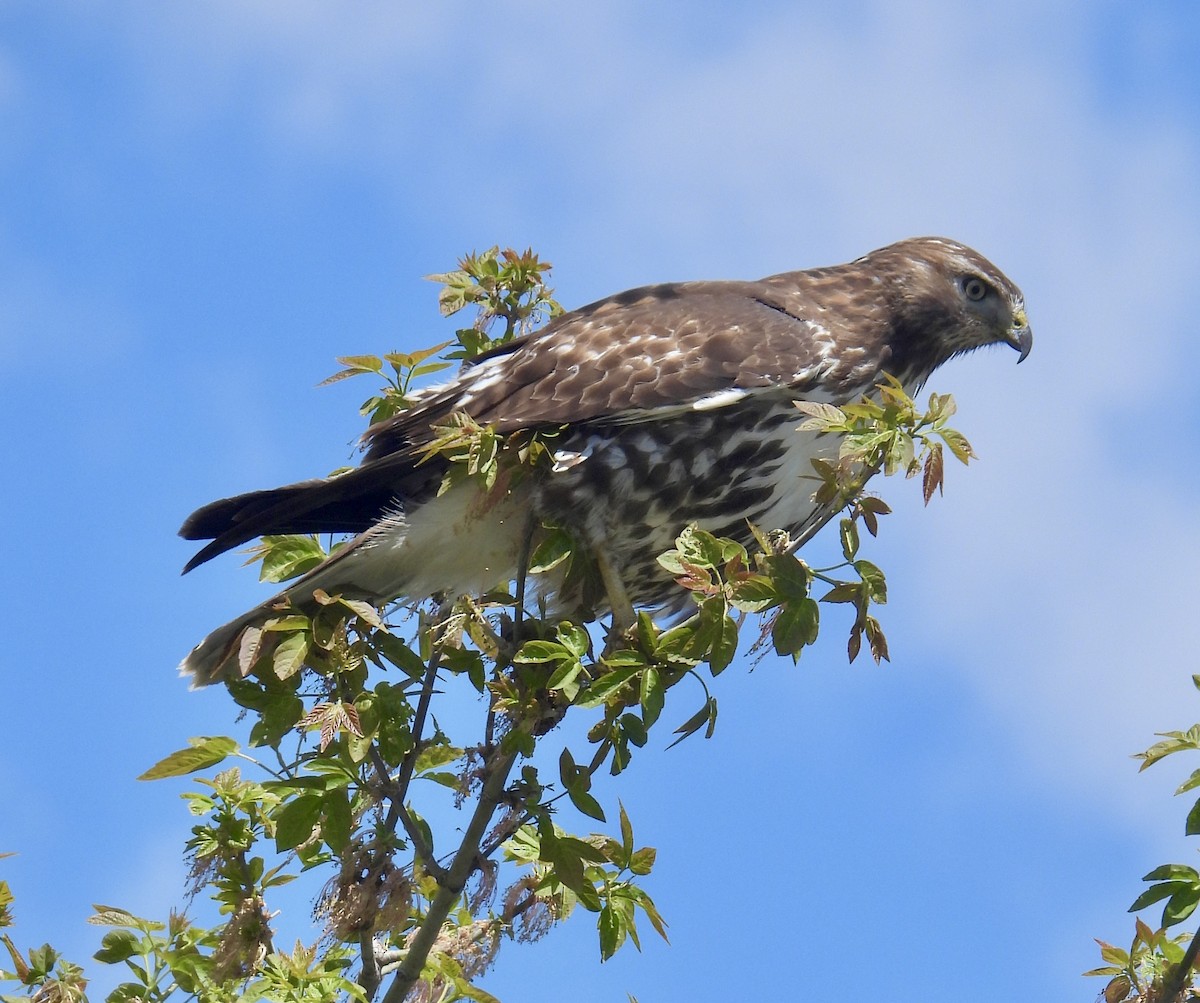 Red-tailed Hawk - ML618975302