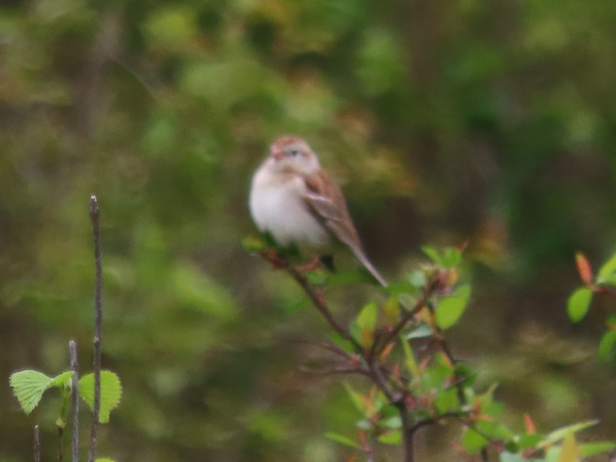 Field Sparrow - ML618975311