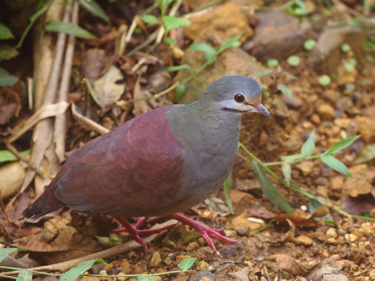 Buff-fronted Quail-Dove - ML618975315