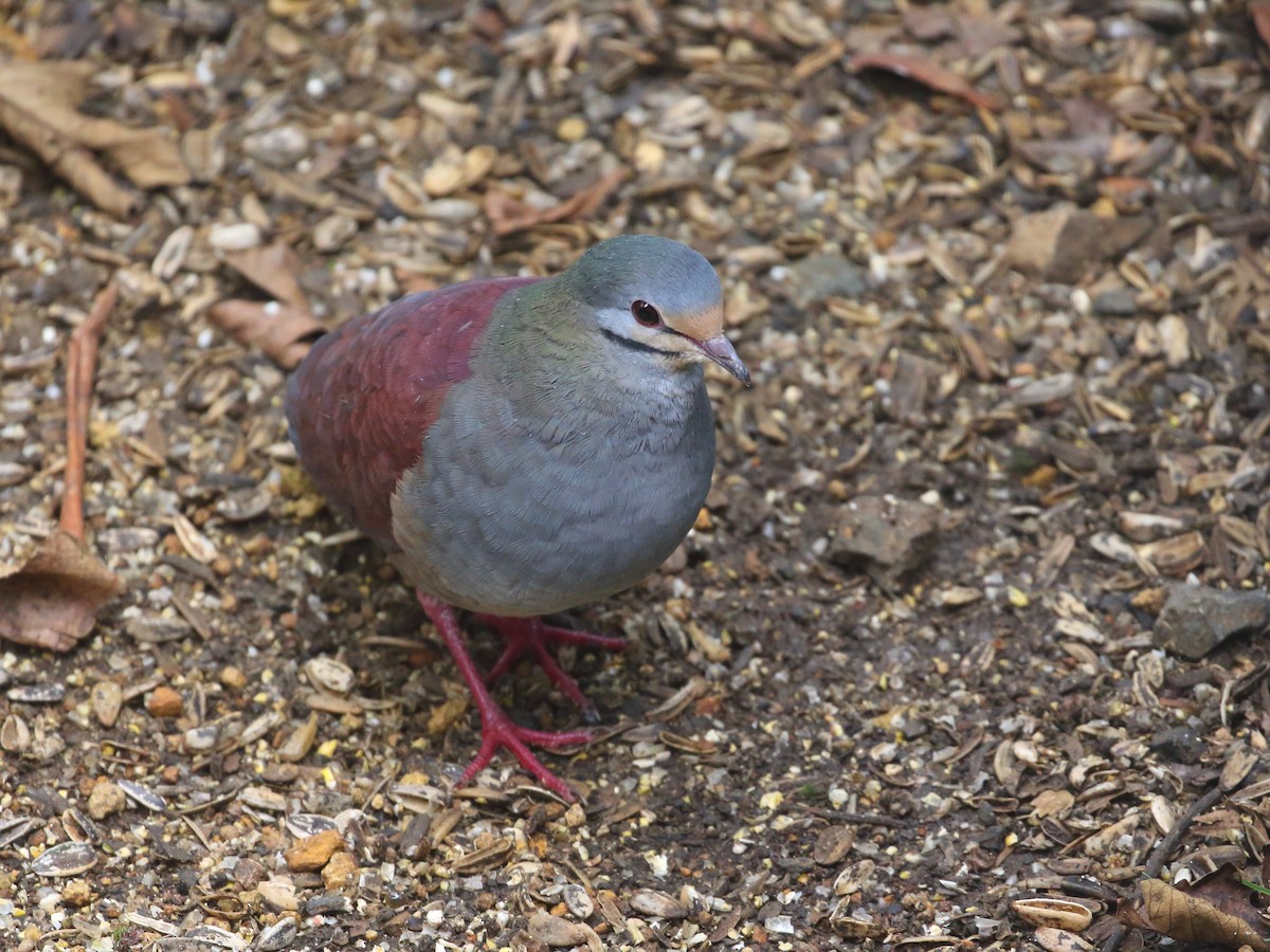 Buff-fronted Quail-Dove - ML618975321