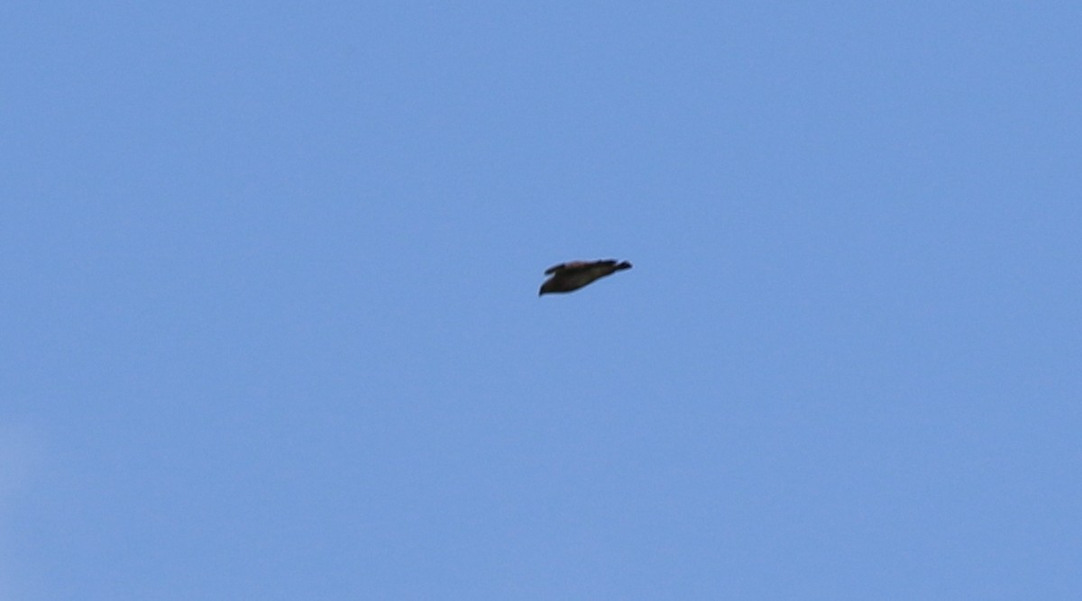 Broad-winged Hawk - ML618975364