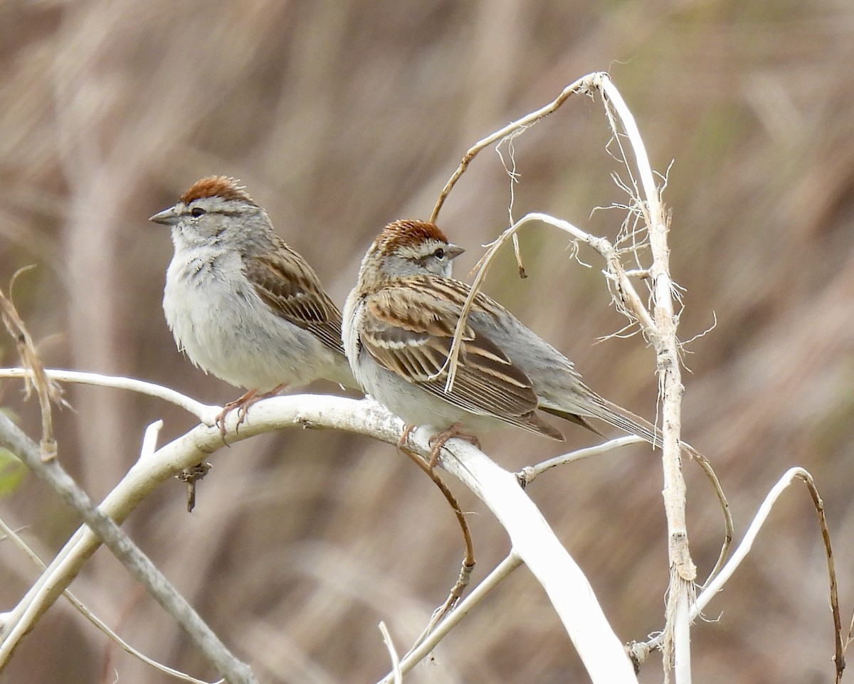 Chipping Sparrow - ML618975384