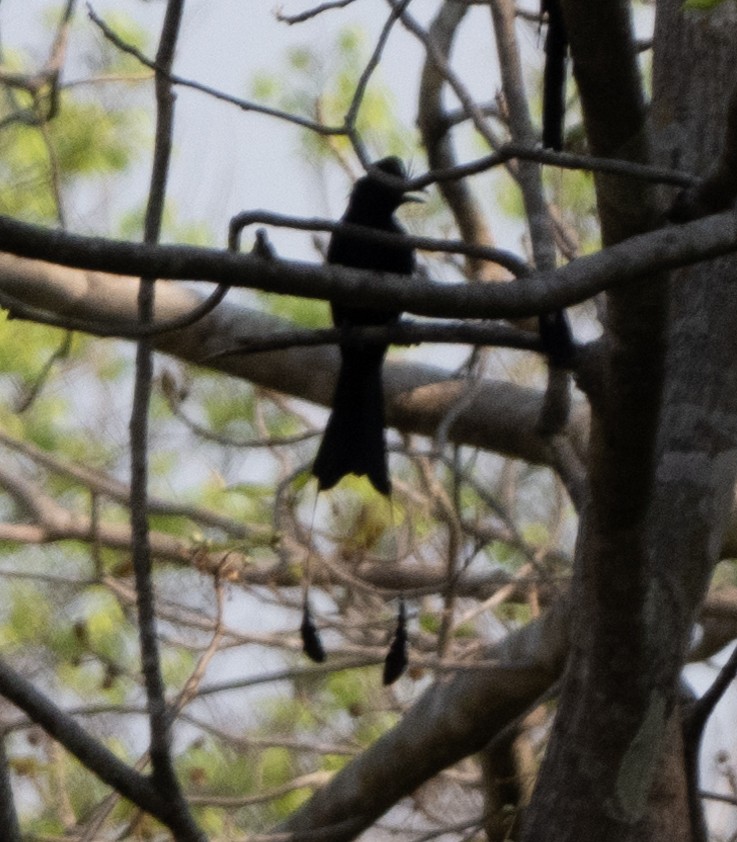 Greater Racket-tailed Drongo - ML618975410