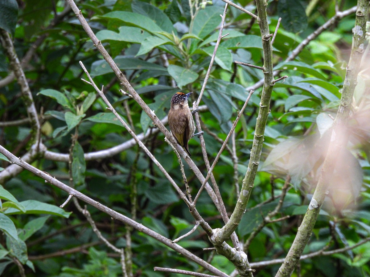 Olivaceous Piculet - ML618975472