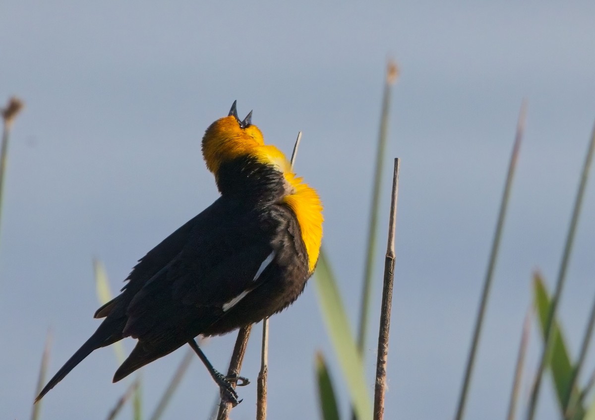 Yellow-headed Blackbird - Blair Bernson