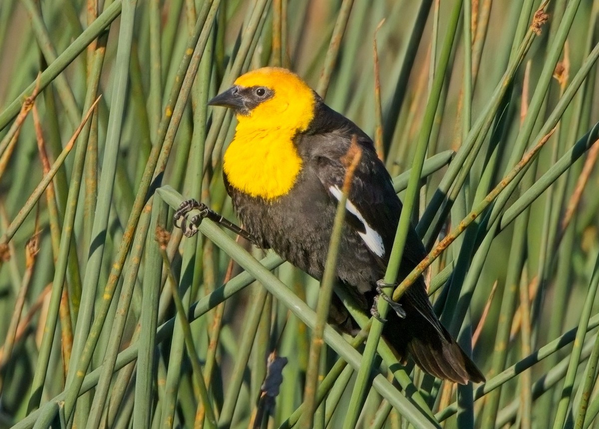 Yellow-headed Blackbird - Blair Bernson