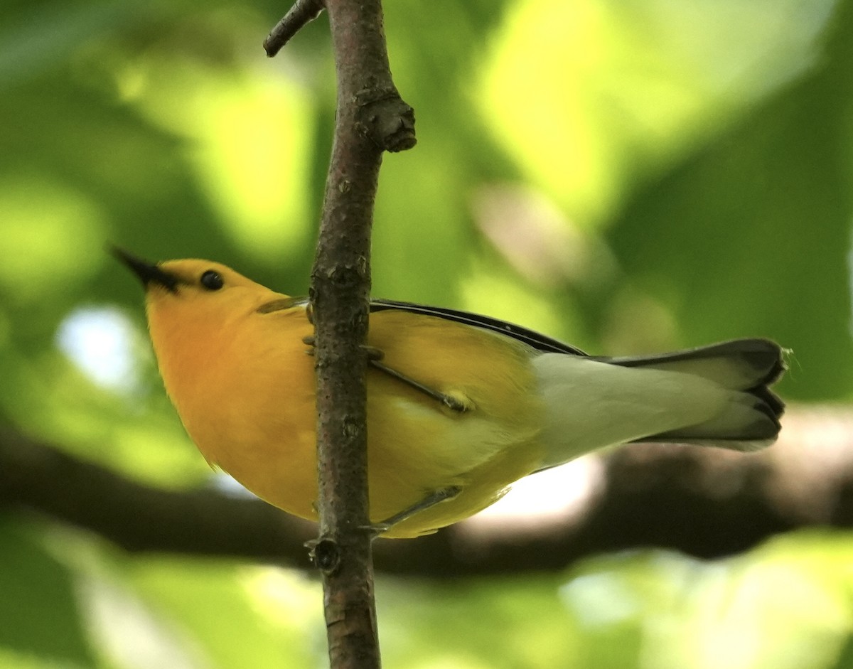 Prothonotary Warbler - ML618975532