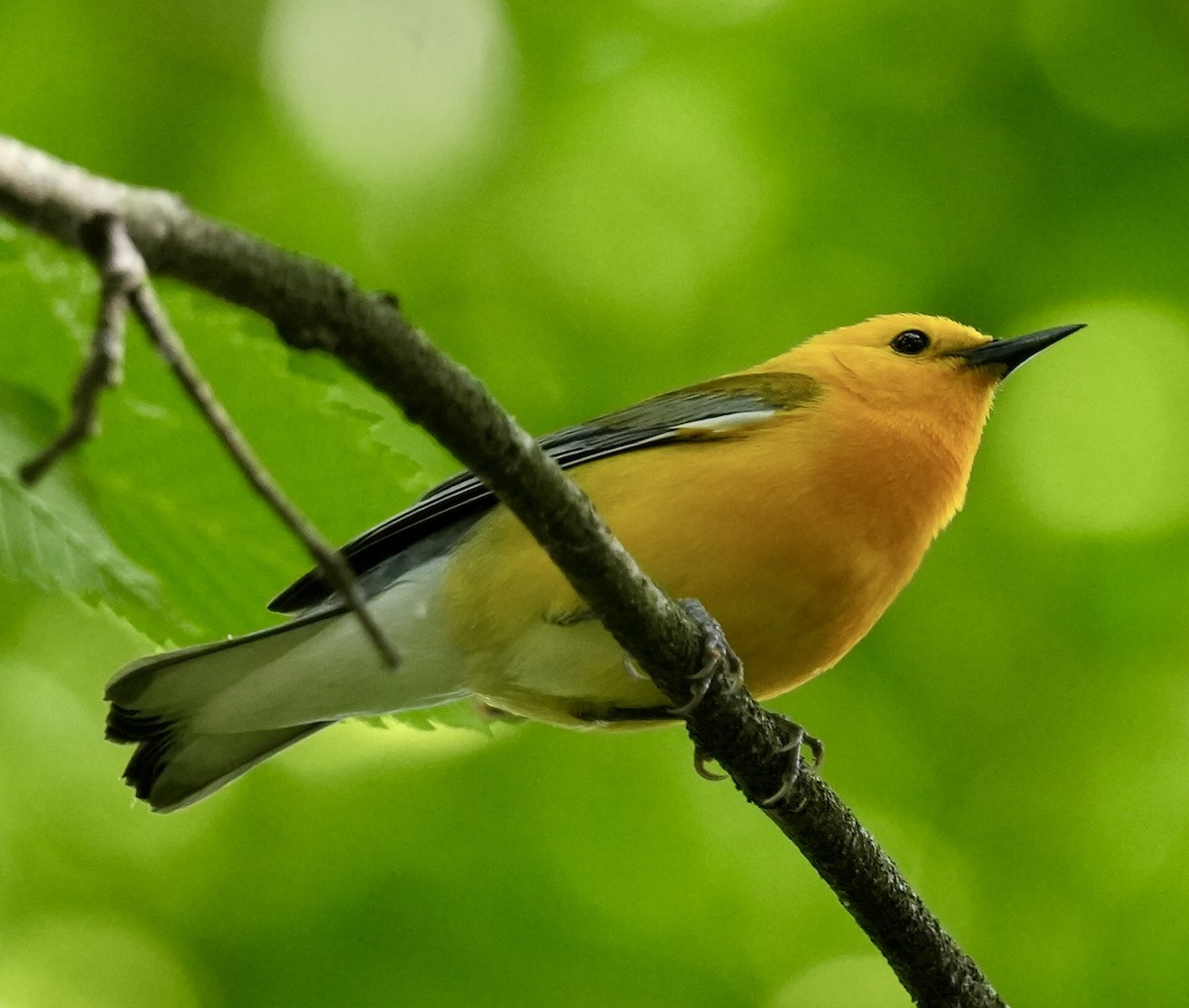 Prothonotary Warbler - ML618975533