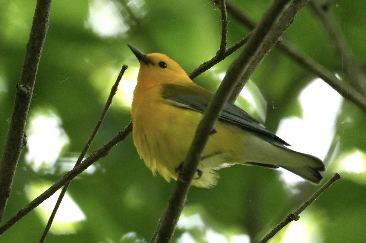 Prothonotary Warbler - ML618975534