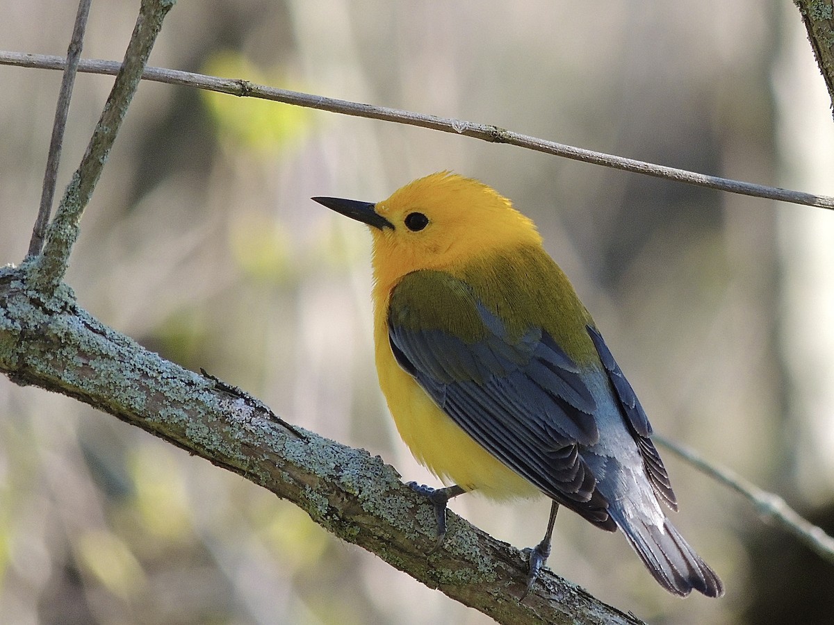 Prothonotary Warbler - ML618975541