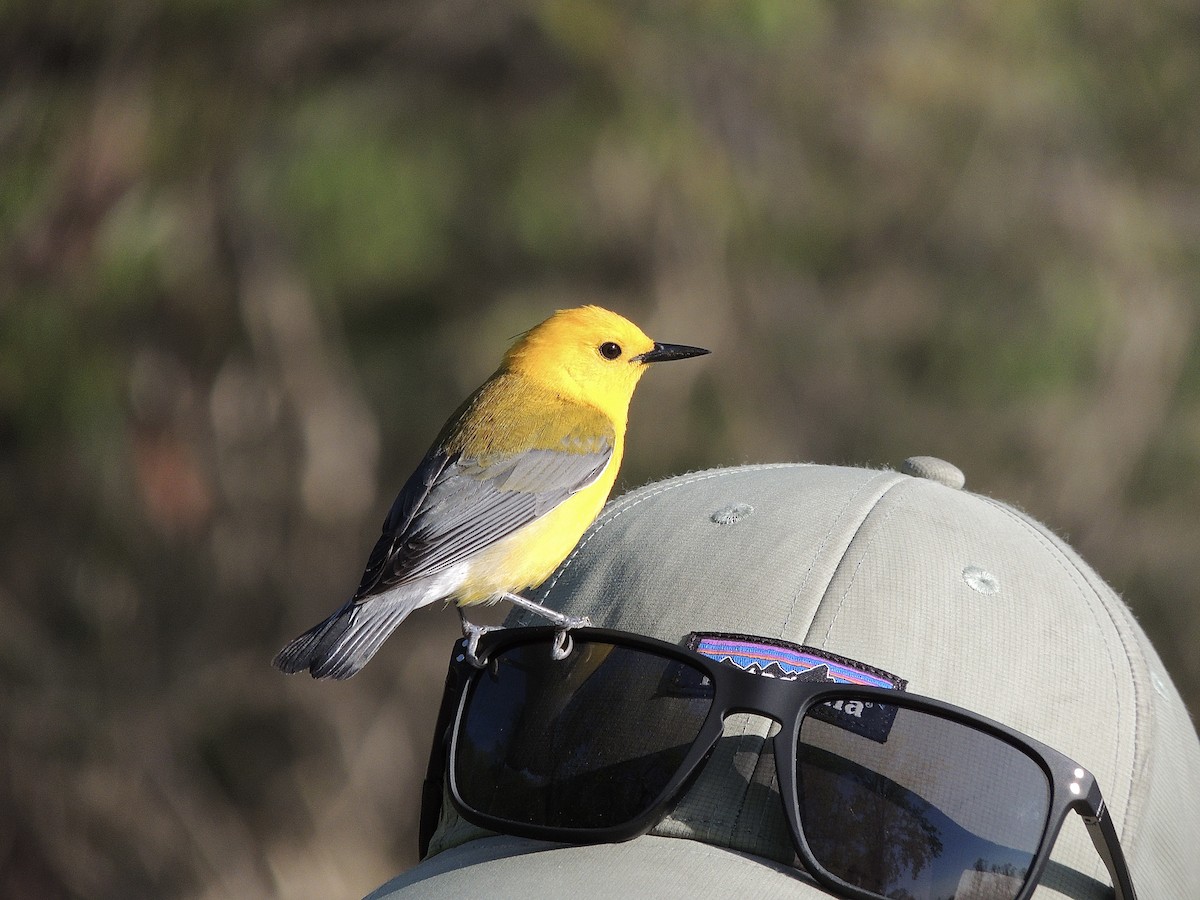 Prothonotary Warbler - ML618975543