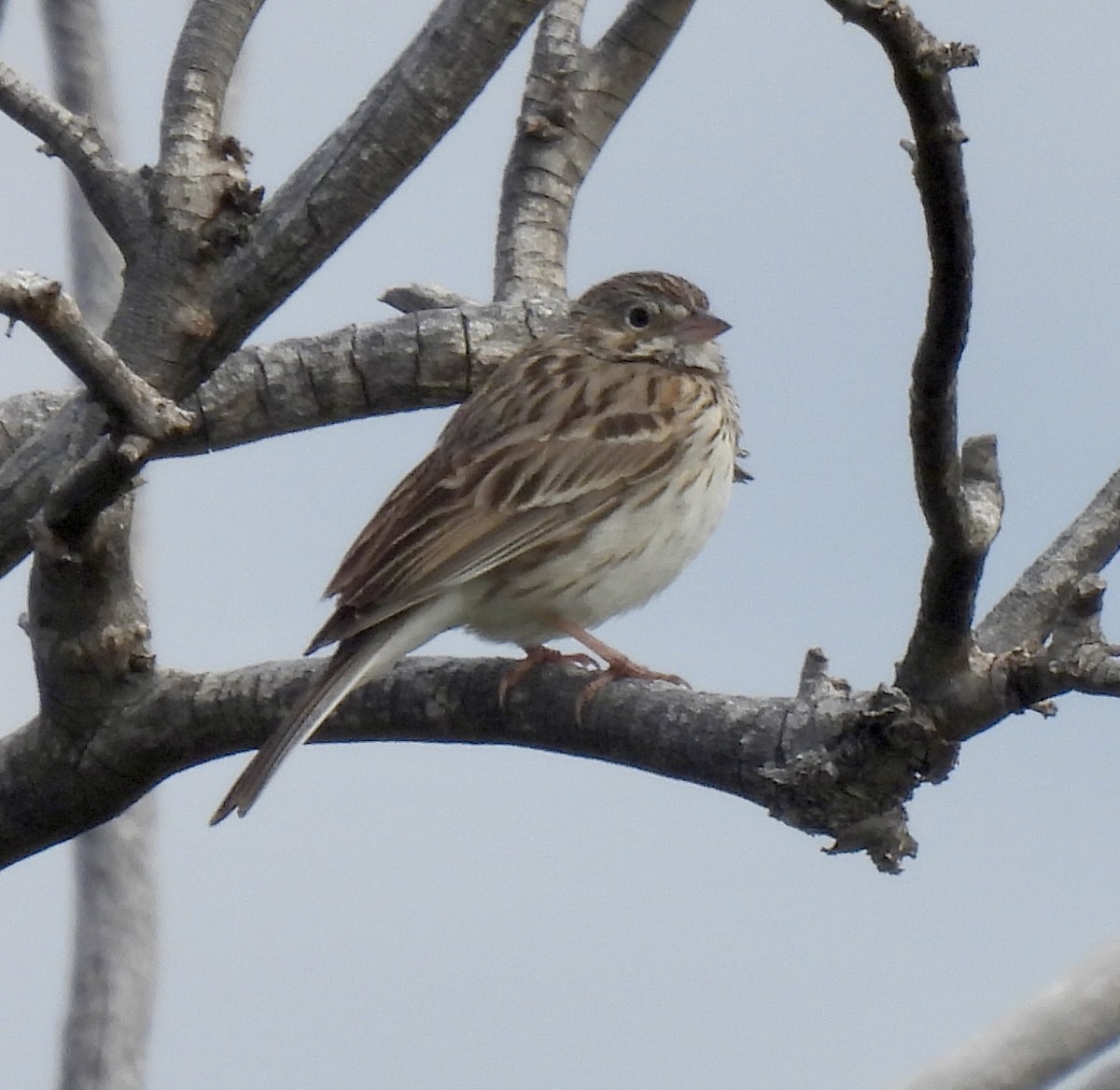 Vesper Sparrow - Robert Ducham