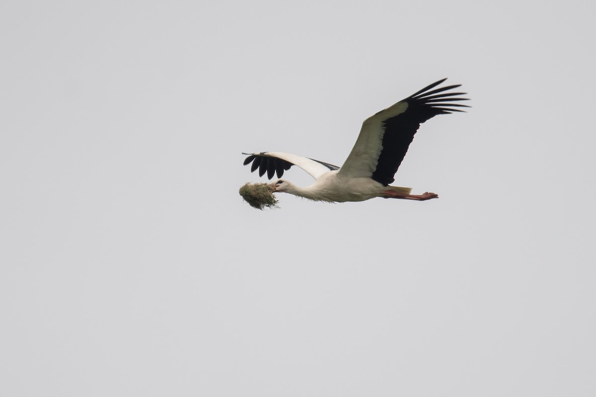 White Stork - David Campbell