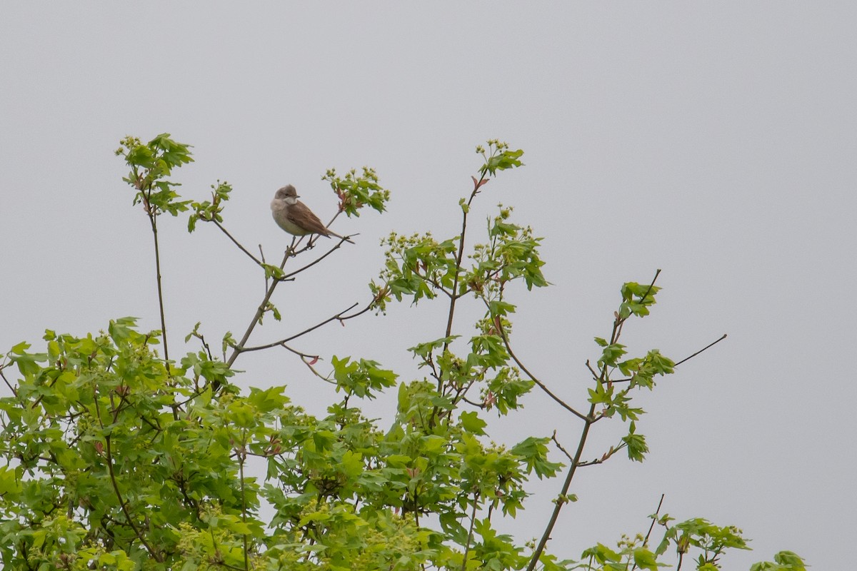 Greater Whitethroat - David Campbell