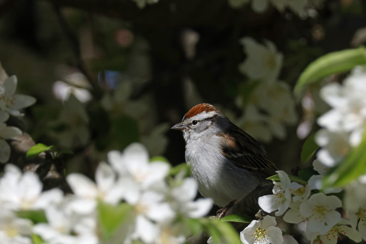 Chipping Sparrow - ML618975629