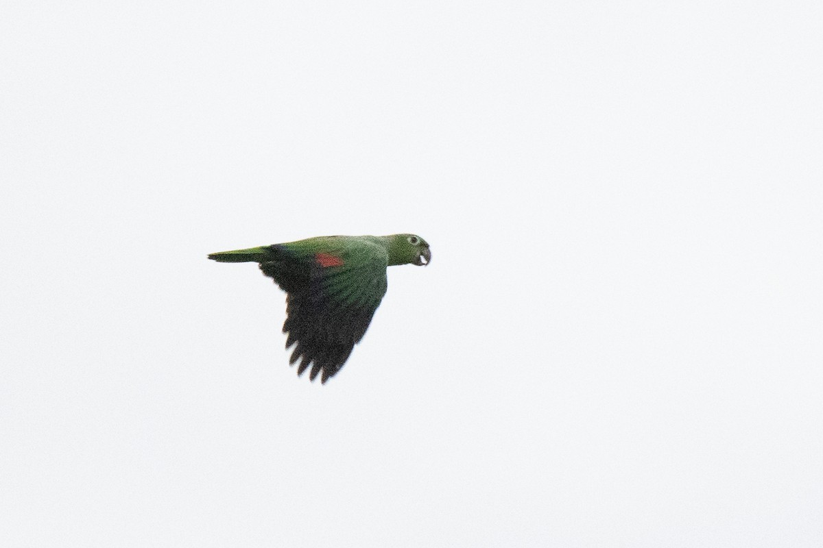 Red-lored Parrot - ML618975711