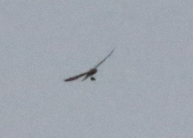 Broad-winged Hawk - ML618975725