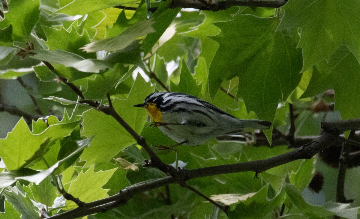 Yellow-throated Warbler - ML618975760