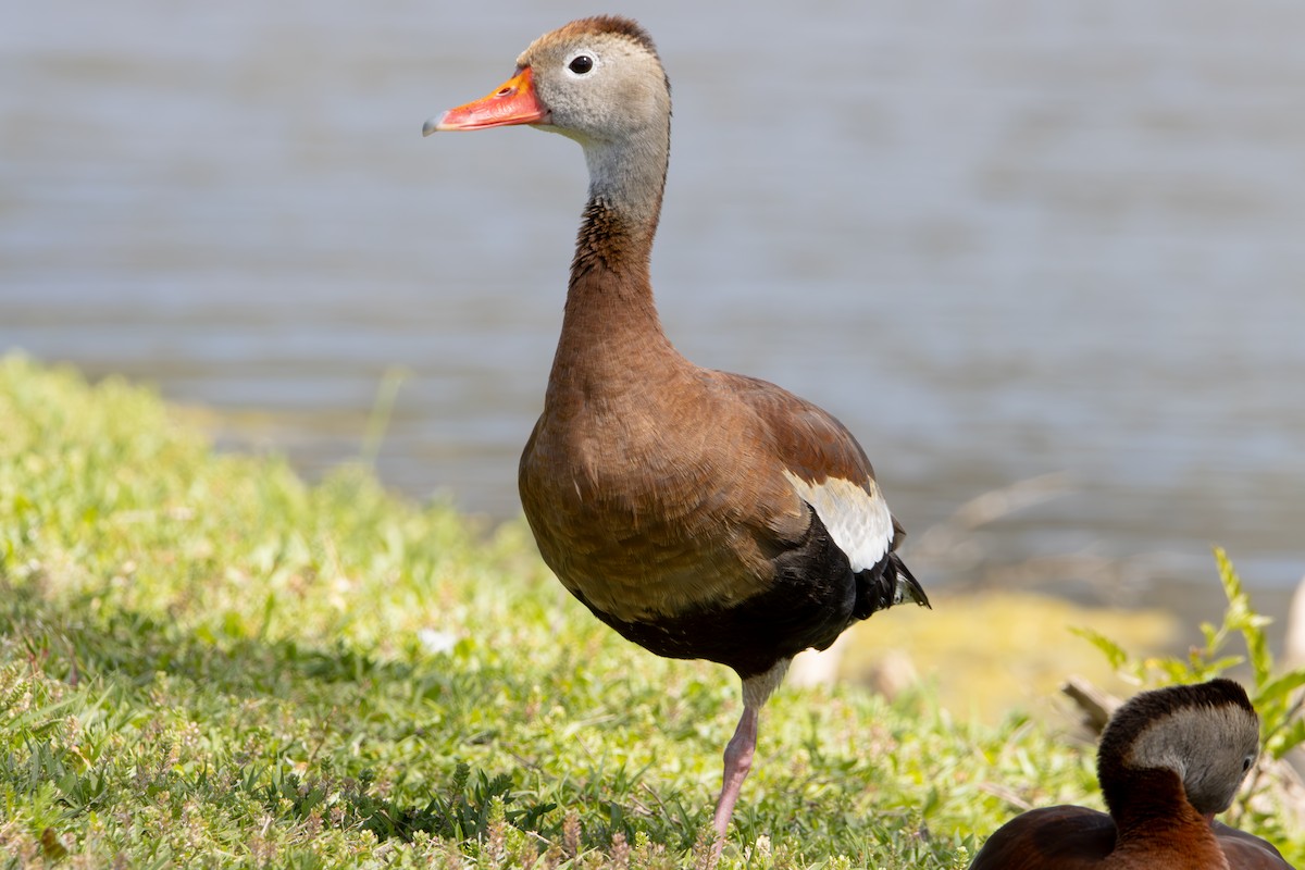 Black-bellied Whistling-Duck - ML618975801