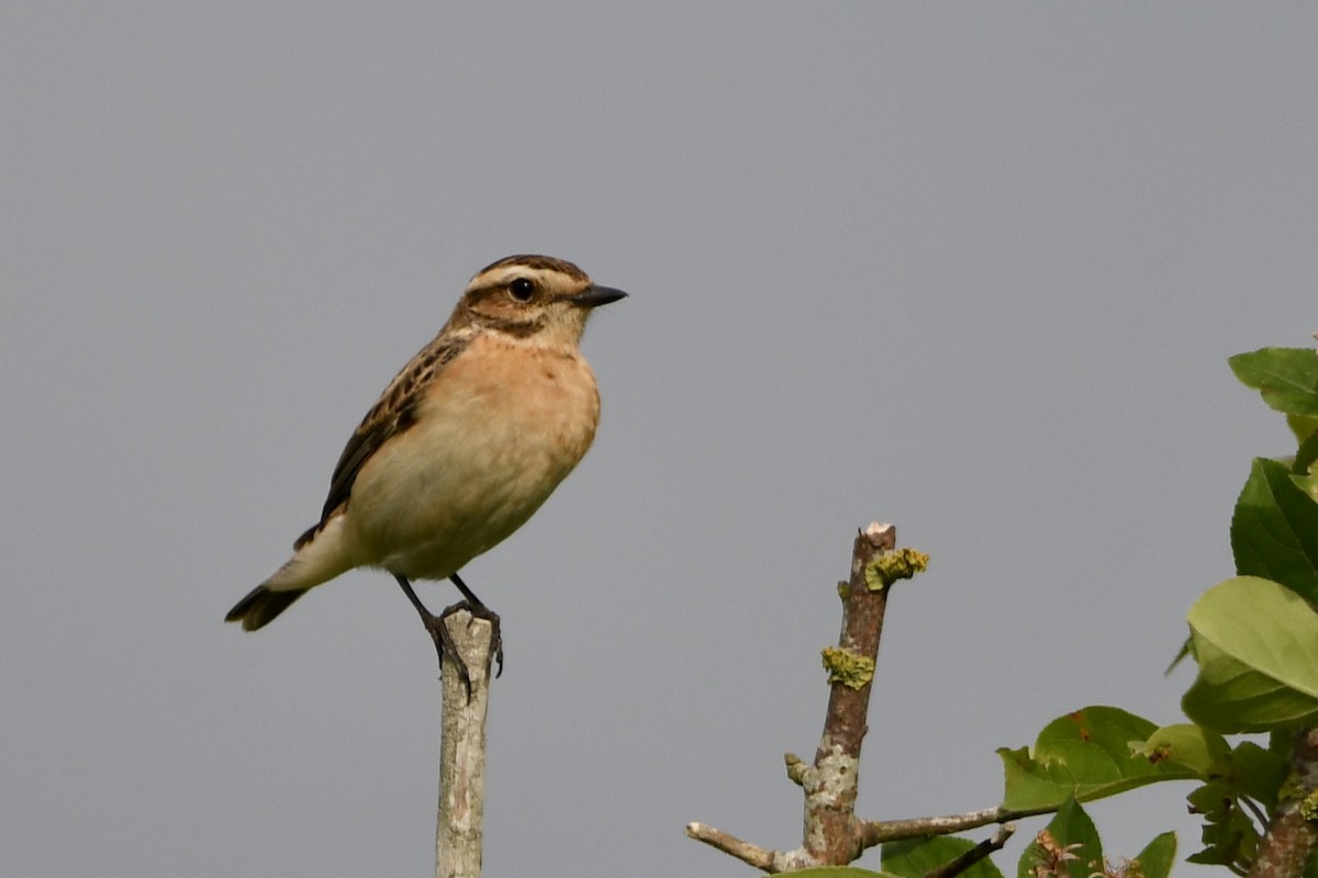 Whinchat - ML618975809
