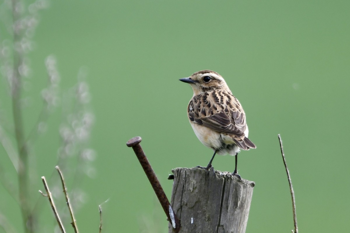 Whinchat - ML618975810