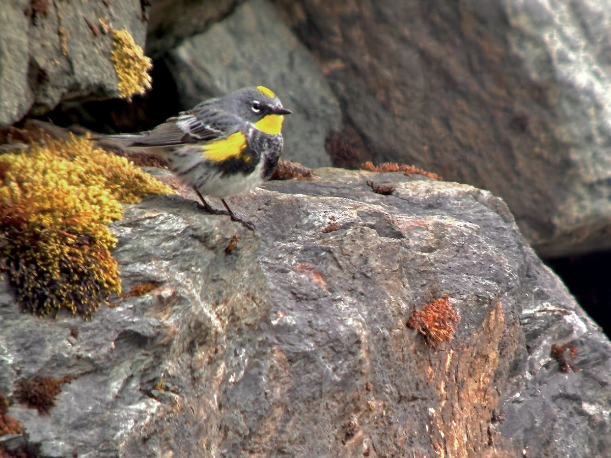 Yellow-rumped Warbler (Myrtle x Audubon's) - ML618975832