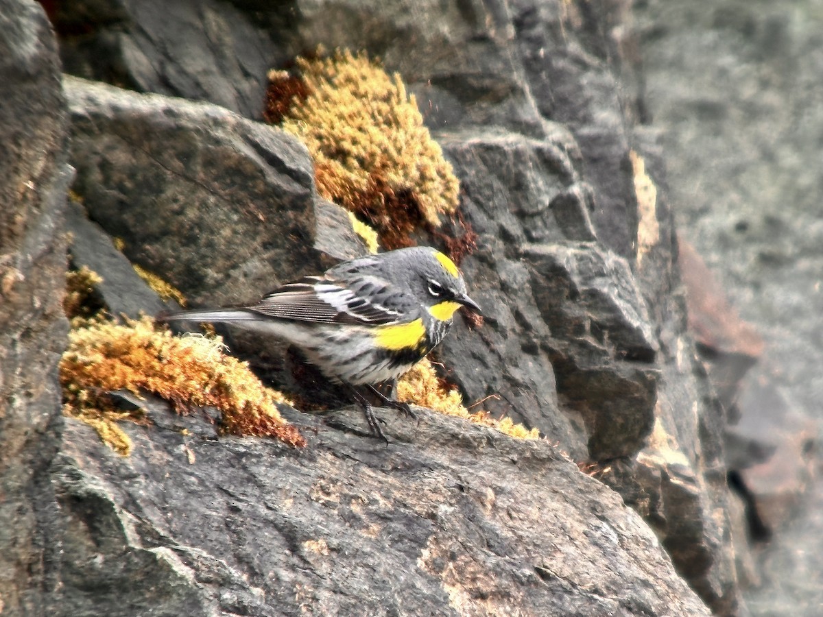 Yellow-rumped Warbler (Myrtle x Audubon's) - ML618975834