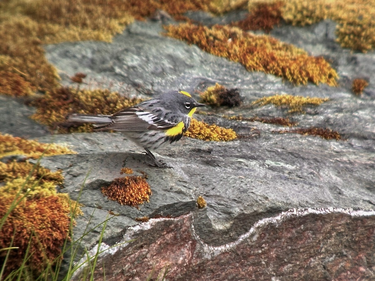 Yellow-rumped Warbler (Myrtle x Audubon's) - ML618975837