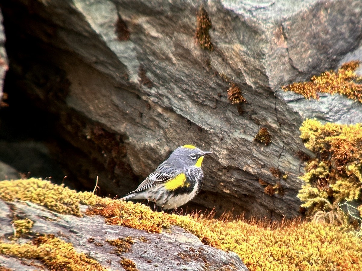 Yellow-rumped Warbler (Myrtle x Audubon's) - ML618975838