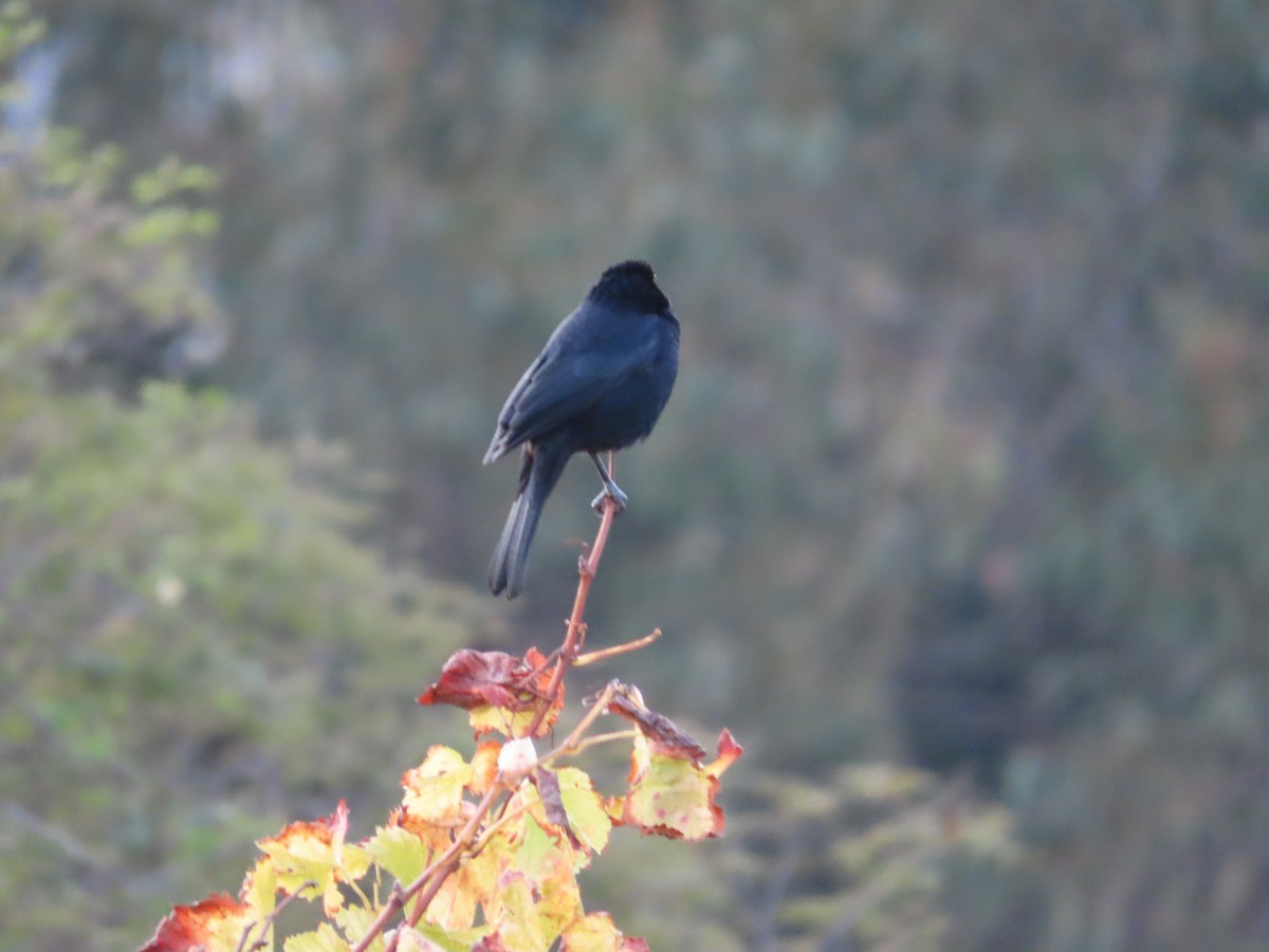 Austral Blackbird - ML618975936