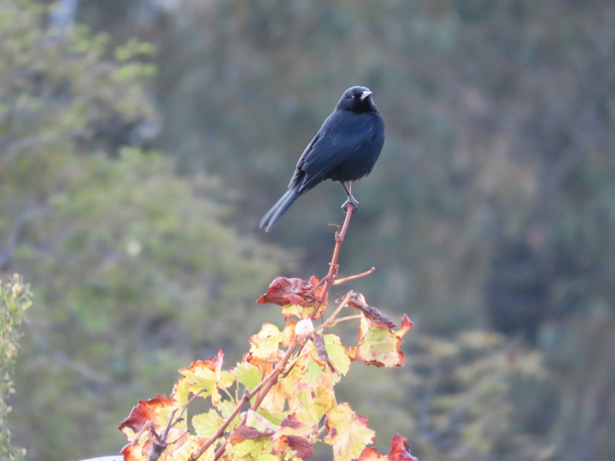 Austral Blackbird - ML618975938