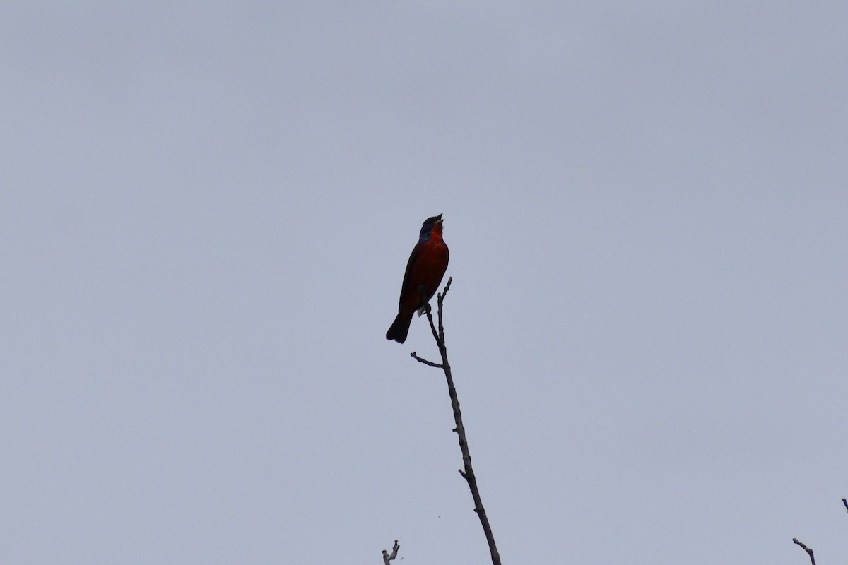 Painted Bunting - ML618975966
