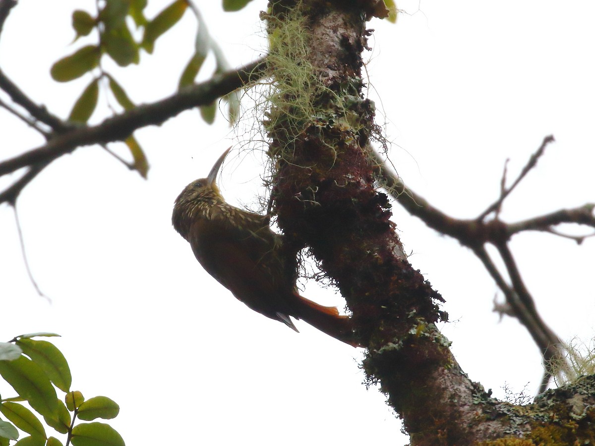 Spot-crowned Woodcreeper - ML618975975