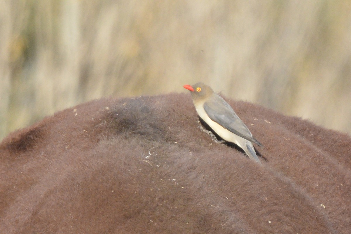 Red-billed Oxpecker - ML618976005