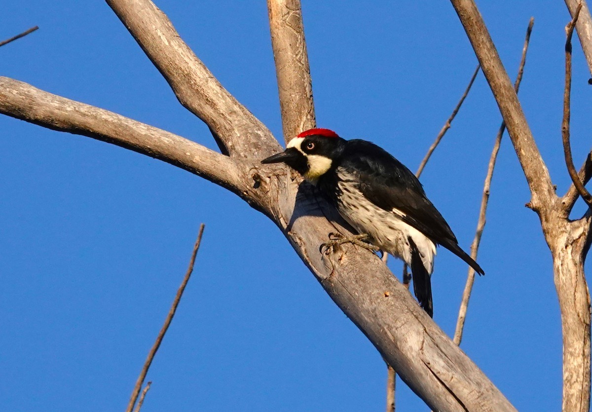 Acorn Woodpecker - ML618976035