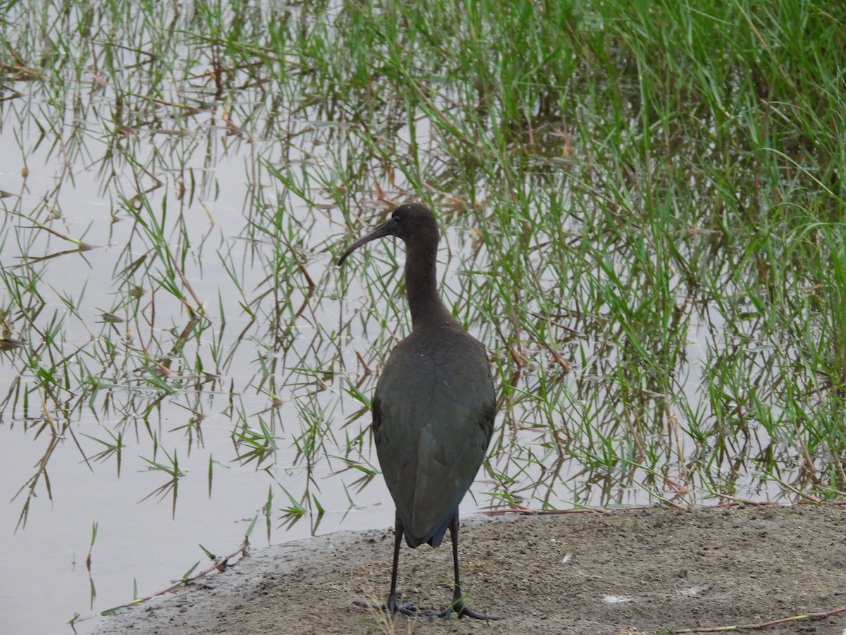 ibis andský - ML618976044