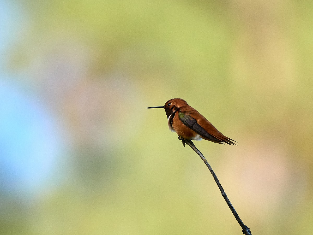 Rufous Hummingbird - ML618976103