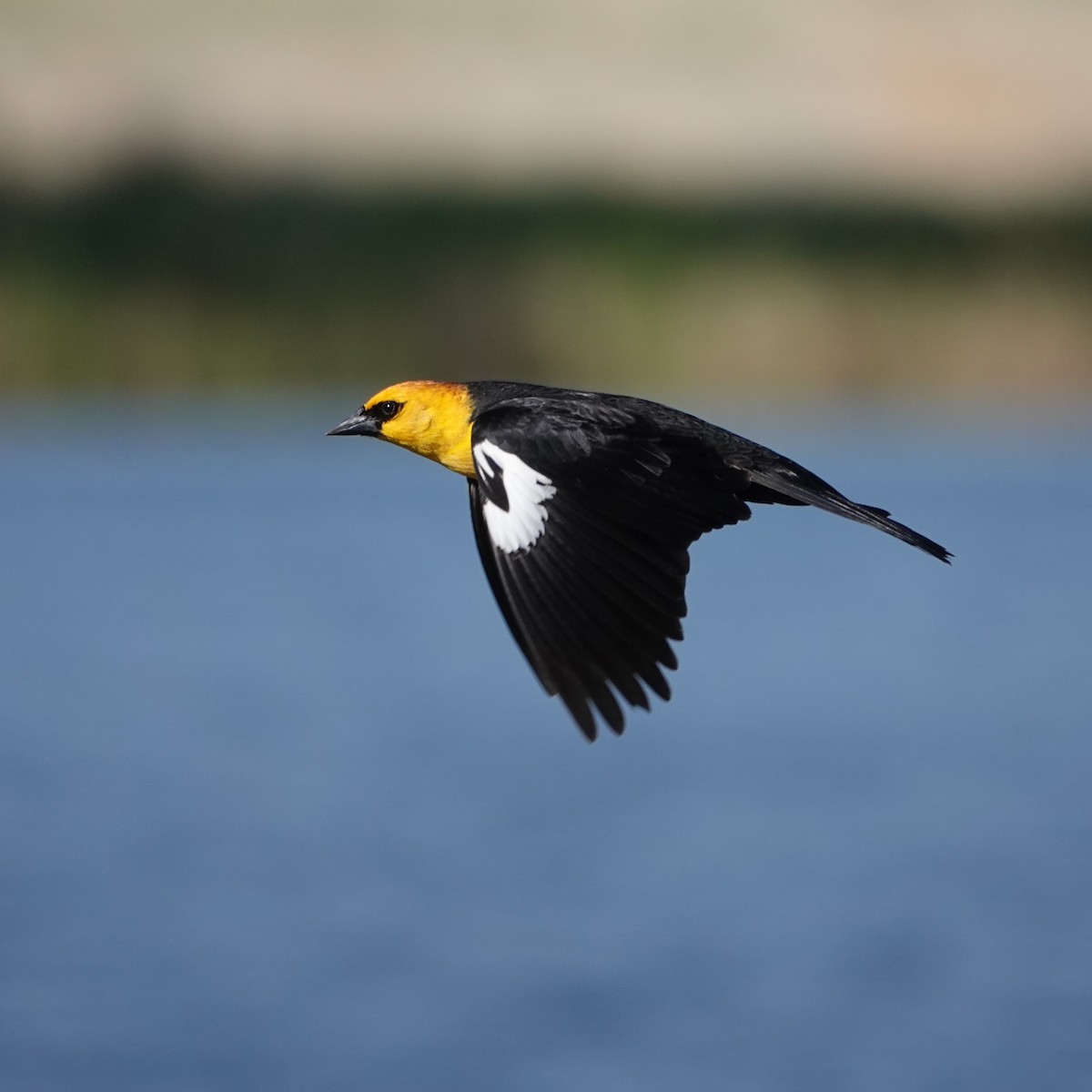 Yellow-headed Blackbird - George Ho
