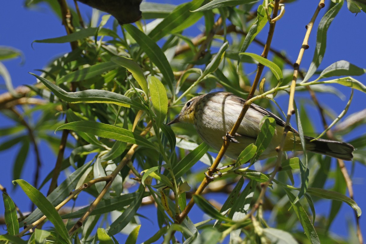 ヤシアメリカムシクイ（palmarum） - ML618976124