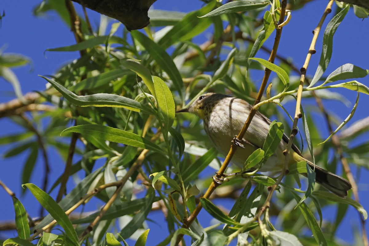 Palm Warbler (Western) - ML618976126