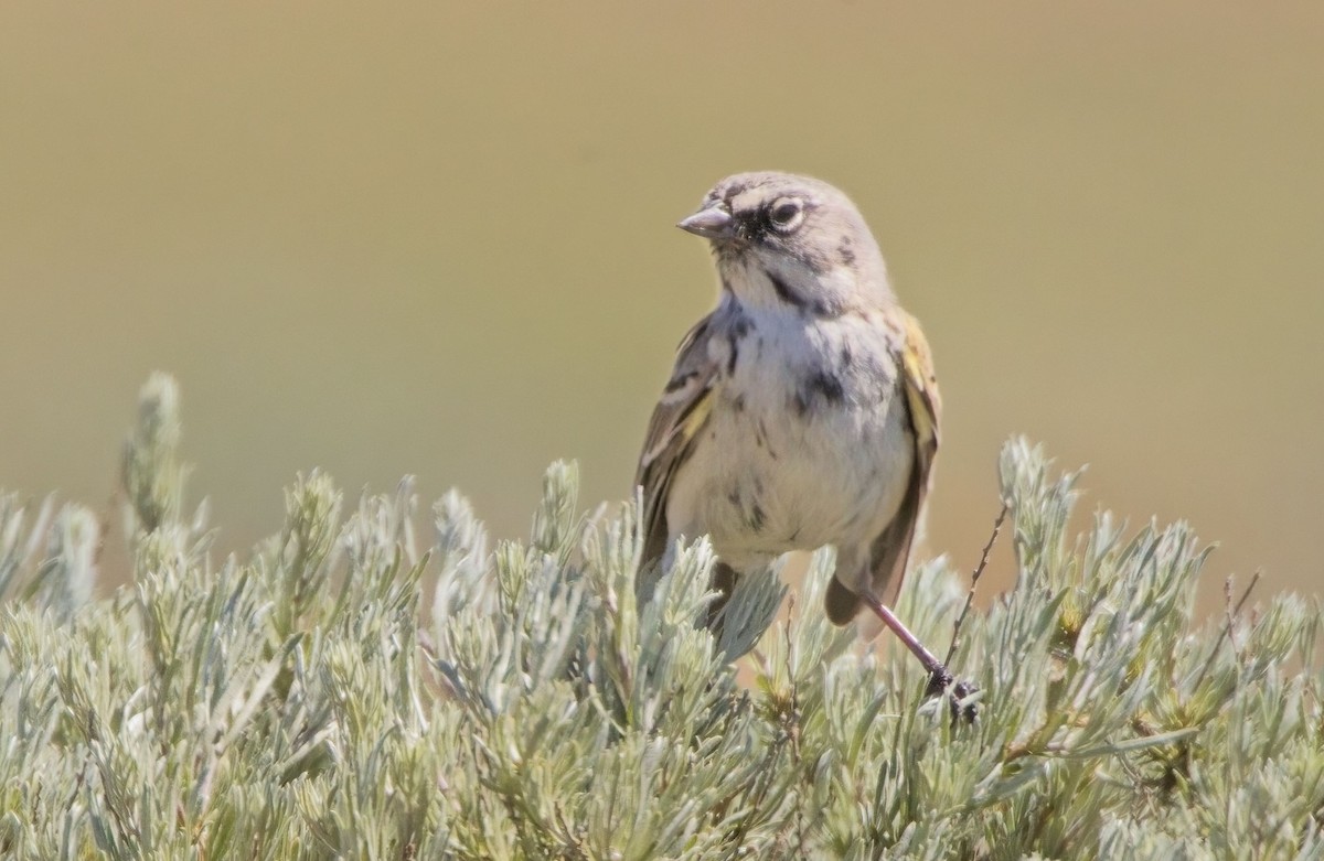 Sagebrush Sparrow - ML618976127